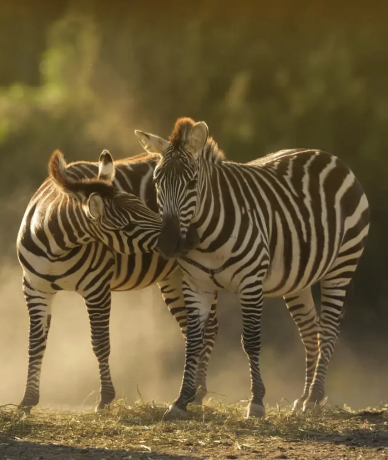 Why Kibaria Travel is Your Gateway to Authentic Kenyan Adventures