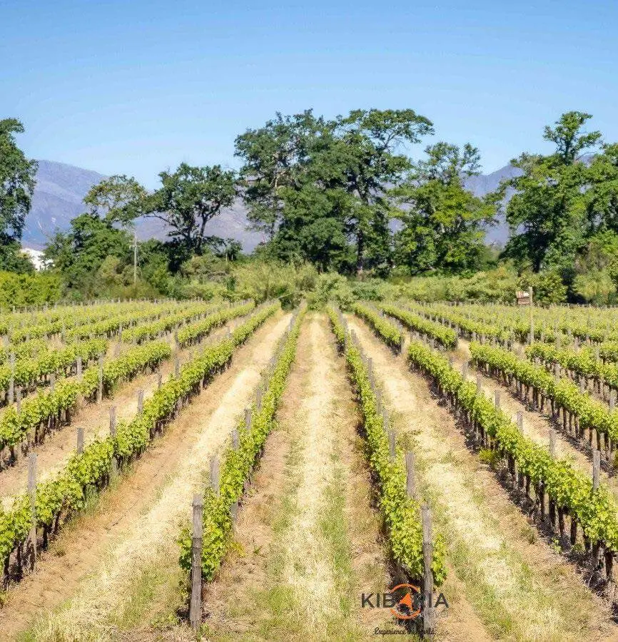 Kibaria Travel Cape Town Easter Holiday (April 1 – 6, 2026)15